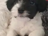 Malteserblandinger