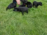 Springer/Labrador blanding hvalpe  - 3