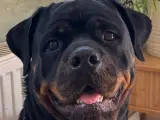 M.B´Rottweiler Hvalpe - 2