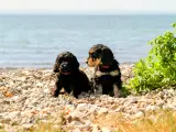 cockerdoodle, cockerpoo, doodle - 2