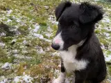 Dejlige Border Collie hanner søger nyt hjem