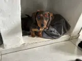 korthåret Dværg Gravhunde hvalp Brun - 2