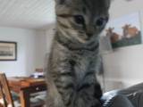 Søde katte klling