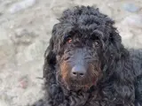 Goldendoodle hvalpe  - 2
