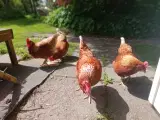 Anneks i Nordsjælland udlejes - 4