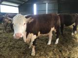 Hereford