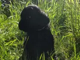 Goldendoodle hvalpe  - 4
