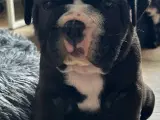 Engelsk Bulldog hvalpe