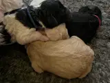 Cockapoo  - 5