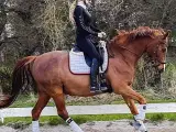 Hest/pony købes/kommission
