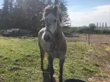 Børnevenlig pony hoppe