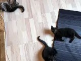 Kattekillinger 