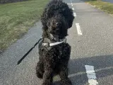 GOLDENLABRADOODLE - 3