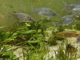 Flot stimefisk til selskabs akvariet 
