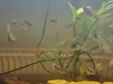 guppy fisk