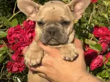 Franske bulldog hvalpe - 5