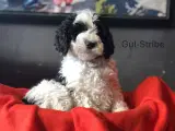Sproodle/springerdoodle hvalpe - 2