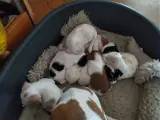 Hejsa vi er 9 søde hundehvalpe