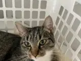 Hunkat