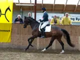 Statspræmieret Hannoveraner avlshoppe/ridehest - 4