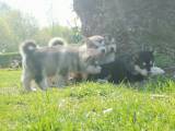 Alaskan Malamute 