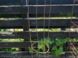 Blomster espalier