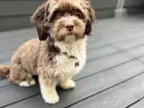 Bichon Havanais Avl