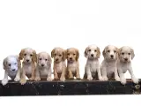 Skønne Cocker Spaniel 