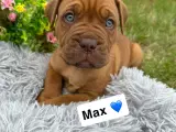 Cane Corso/Douge de Bordeaux  - 5