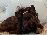 Smuk Unik Chokolade Yorkshire Terrier - 3
