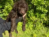 Curly Coatted Retriver / Lagotto Romagnolo - 5