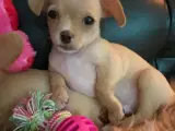 Chihuahua bl.a. hvalpe - 2
