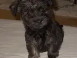 Hundehvalp 9 uger