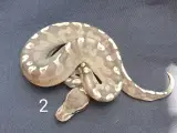 Kongepython morfer 2025 - 2