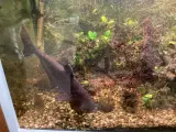 Akvarie fisk