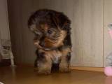 Yorkshire terrier 