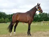 Statspræmieret Hannoveraner avlshoppe/ridehest - 3