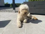 GOLDENLABRADOODLE - 4