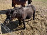 Shetlandspony  - 2