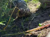 leopardelandskildpadde modtages
