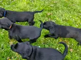 Springer/Labrador blanding hvalpe  - 2