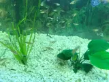 FLOTTE og SUNDE guppy