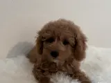 Puddelhvalpe