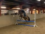 Varmblod Vallak 5 år /165 cm