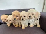 Cavapoo hvalpe