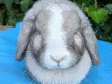 Minilop/dværgvædder kanin