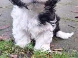 shih tzu blanding allergivenlig - 3