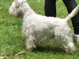 West Highland White Terrier Avls han - 4