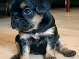 Hundehvalp, Petit Griffon - 4