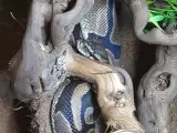 Kongepython 